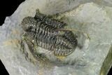 Very Detailed Cyphaspis Trilobite - Ofaten, Morocco #170929-5